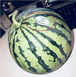 诸暨吃瓜网红是谁啊,网络红人的崛起与影响力 第1张 诸暨吃瓜网红是谁啊,网络红人的崛起与影响力 第1张